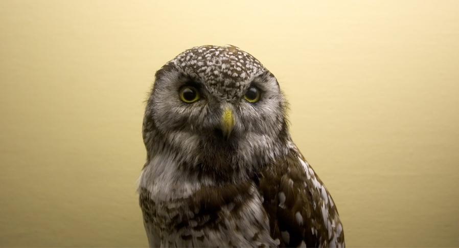 AMNH - Owl